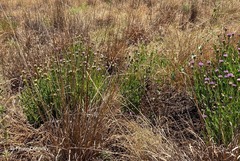 Pseudopegolettia tenella