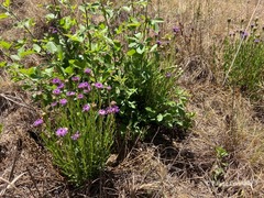 Pseudopegolettia tenella