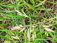 Poa annua