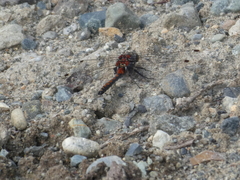 Leucorrhinia borealis