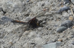 Leucorrhinia borealis