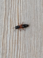 Platydracus stercorarius