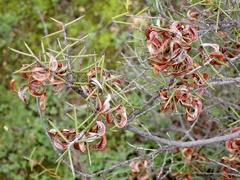 Acacia colletioides