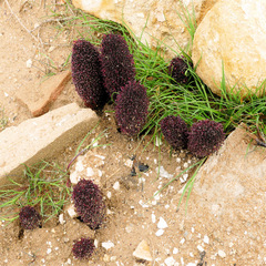 Cynomorium coccineum