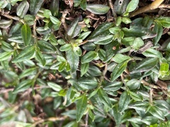 Persicaria prostrata