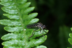 Dioctria hyalipennis