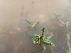 Persicaria prostrata