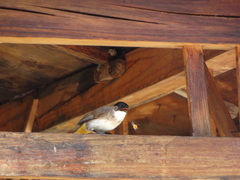 Pycnonotus xanthorrhous