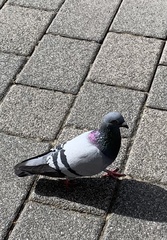 Columba livia domestica