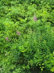 Chamaenerion angustifolium