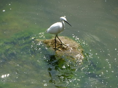 Egretta garzetta