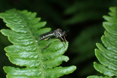 Dioctria hyalipennis