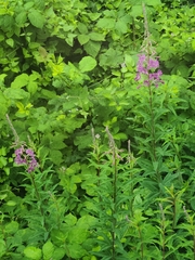 Chamaenerion angustifolium