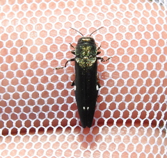 Agrilus biguttatus