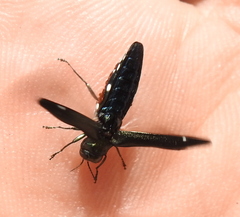 Agrilus biguttatus