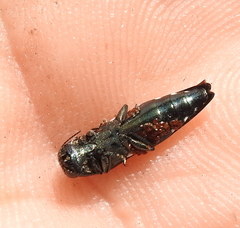 Agrilus biguttatus