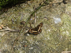 Araschnia prorsoides