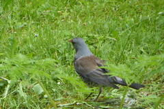 Turdus pilaris