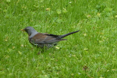 Turdus pilaris
