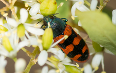 Castiarina crenata