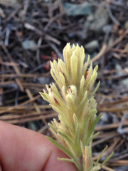 Castilleja pilosa