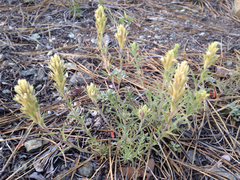 Castilleja pilosa