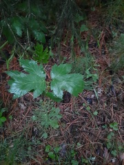 Heracleum dissectum