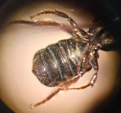 Ceratina chalybea