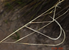 Stipa apertifolia