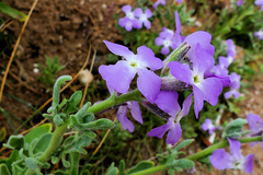 Matthiola tricuspidata