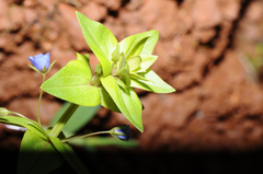 Lysimachia arvensis caerulea