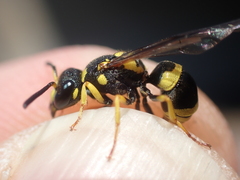 Ancistrocerus auctus