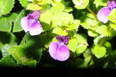 Impatiens walleriana