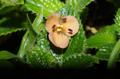 Murdannia lanuginosa