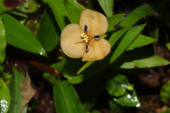 Murdannia lanuginosa