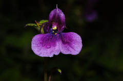 Impatiens walleriana