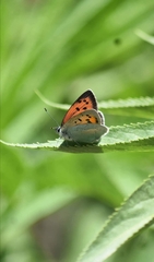 Lycaena kasyapa