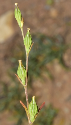 Silene oropediorum
