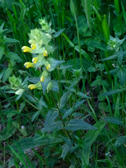Rhinanthus pumilus