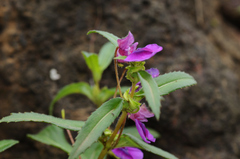 Impatiens oppositifolia