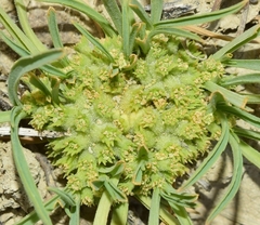 Hohenackeria polyodon