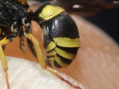 Ancistrocerus auctus