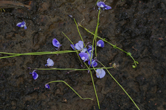 Utricularia arcuata