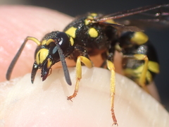 Ancistrocerus auctus