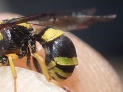 Ancistrocerus auctus