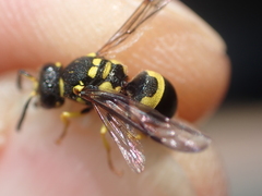 Ancistrocerus auctus