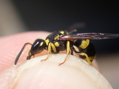 Ancistrocerus auctus