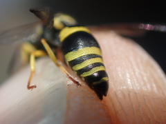 Ancistrocerus auctus