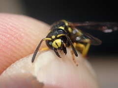 Ancistrocerus auctus
