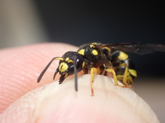 Ancistrocerus auctus